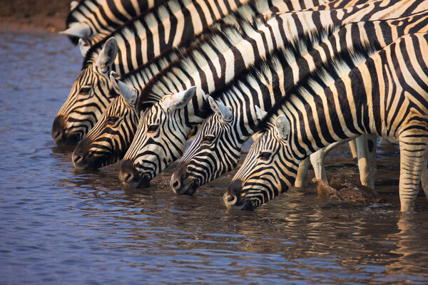 Group of Zebras drinking