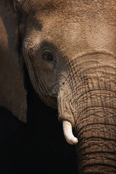 Elefant närbild — Stockfoto