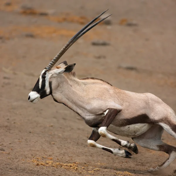 Gemsbok corriendo — Foto de Stock