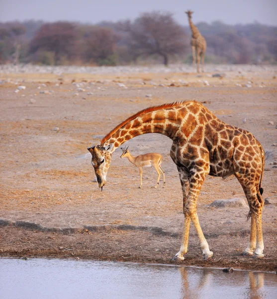 Жираф пьет в водопое — стоковое фото