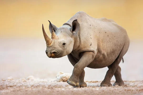 Nosorožec černý — Stock fotografie