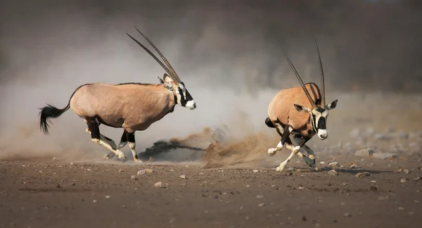 Nyársas antilop harcok — Stock Fotó