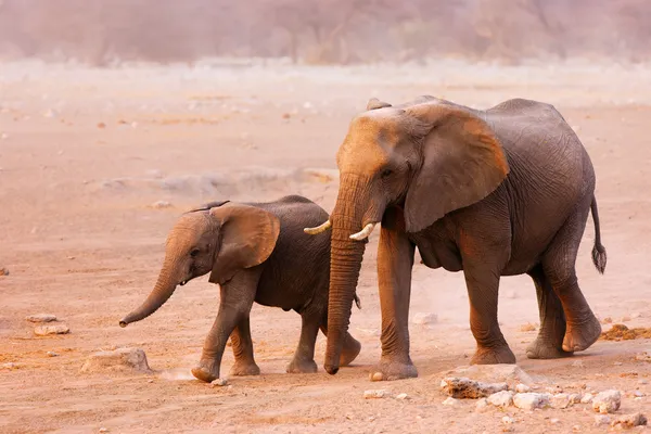 Elephant herd — Stock Photo, Image