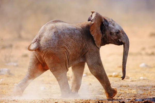実行している象の赤ちゃん — ストック写真
