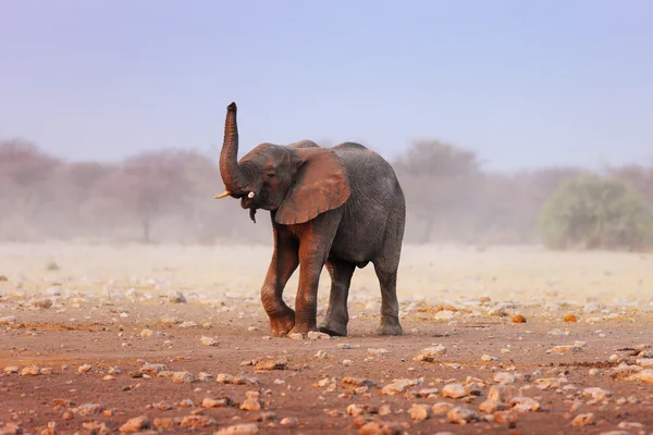 嗅到的大象 — 图库照片