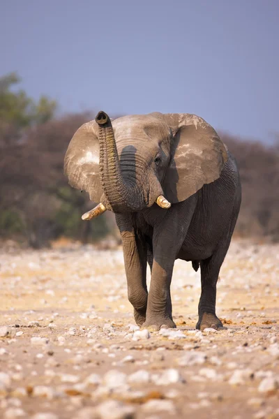 Kokulu fil — Stok fotoğraf