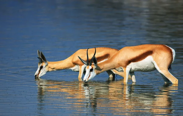 Springbok in water — Stockfoto