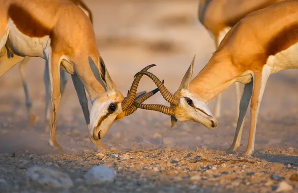 Springbok vechten — Stockfoto