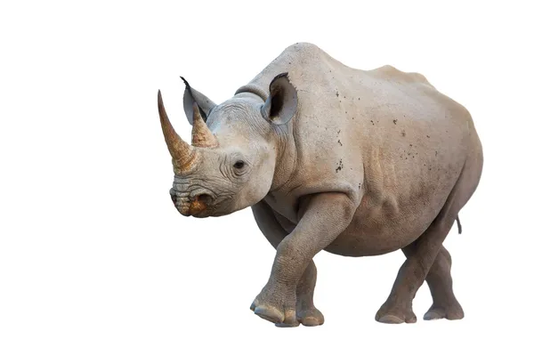 Black Rhinoceros — Stock Photo, Image