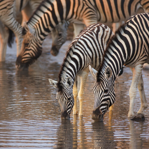A group of Zebras drink in a waterhole; Etosha