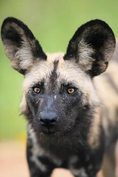 Afrikaanse wilde hond — Stockfoto