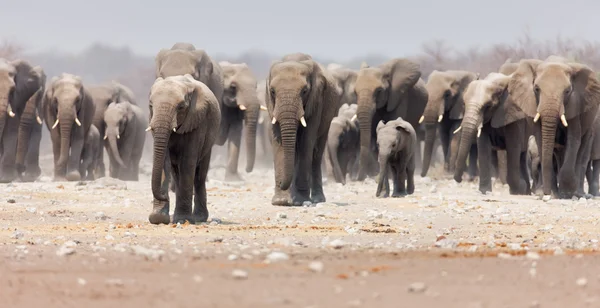 Stado słoni — Zdjęcie stockowe