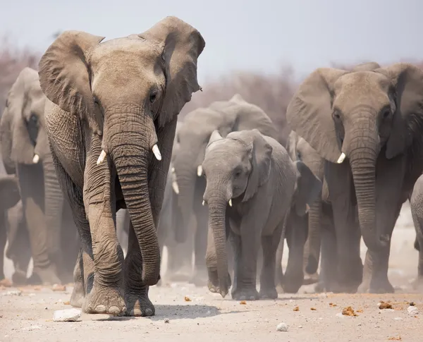 Troupeau d'éléphants — Photo