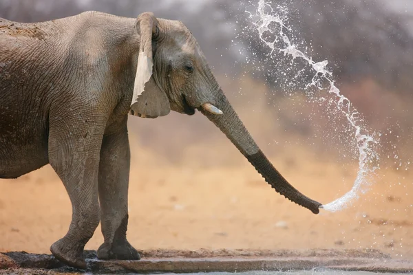 Éléphant jetant de l'eau — Photo