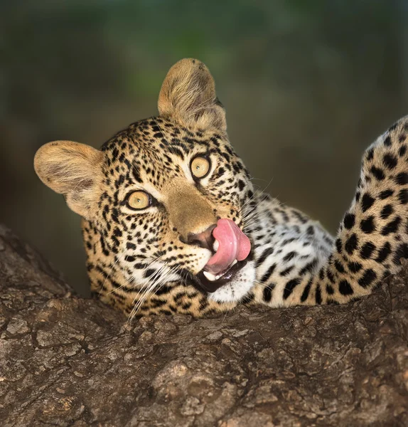 Leopard im Baum — Stockfoto