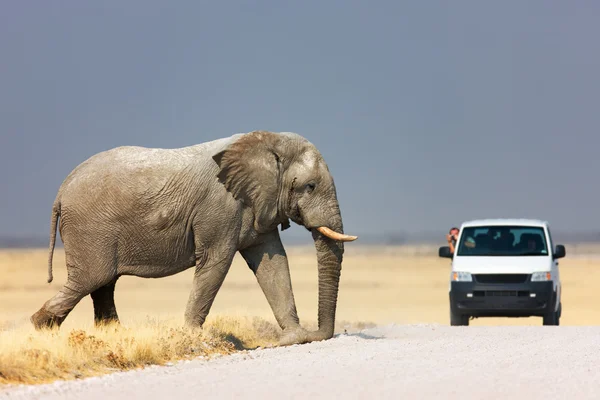 Слон перетину дороги — стокове фото