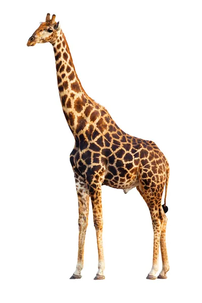 Giraff isolerade — Stockfoto