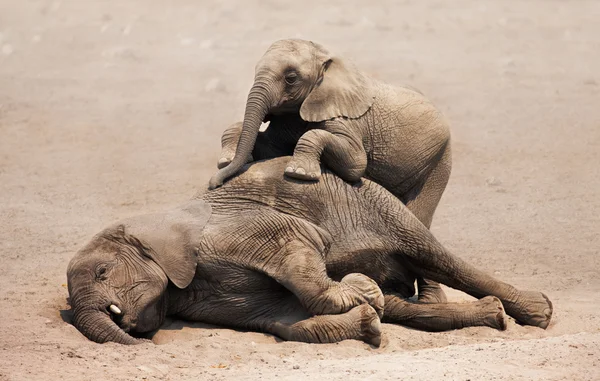Yavru fil oynuyor — Stok fotoğraf