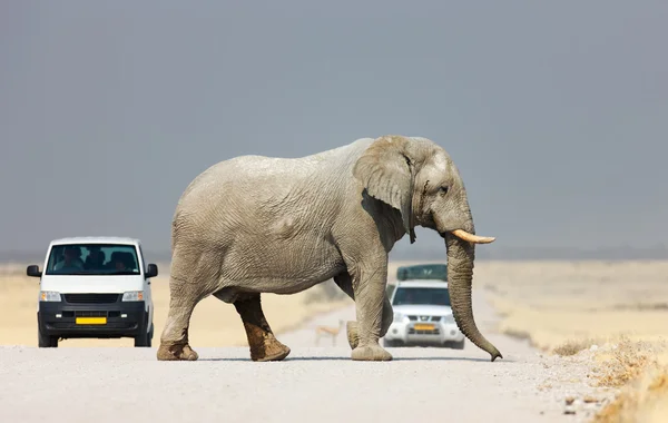 Attraversamento elefante — Foto Stock