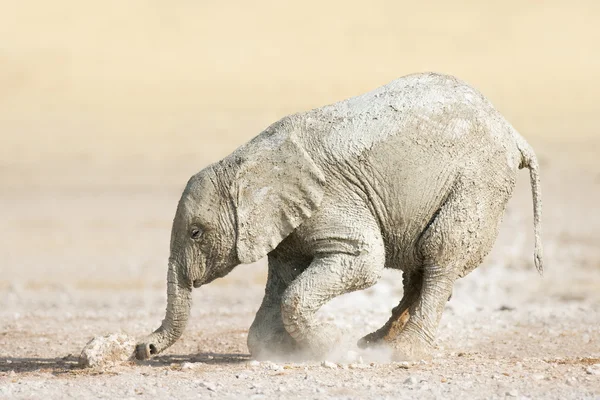 Elefanti bambino giocare — Foto Stock