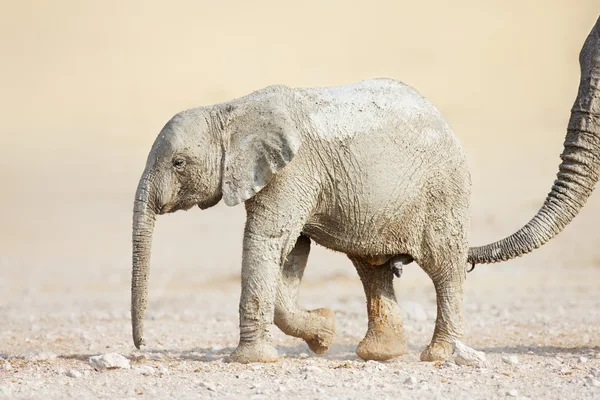 Babyolifant — Stockfoto
