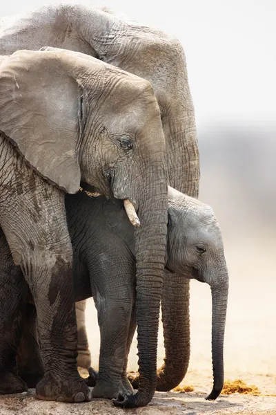 Теленок слона — стоковое фото
