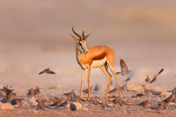 Springbok entre enjambre de palomas — Foto de Stock