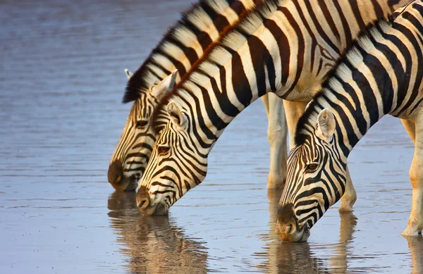 Zebre che bevono — Foto Stock