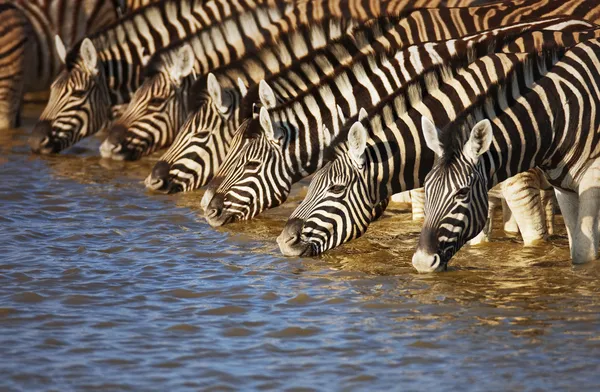 Zebra's drinken — Stockfoto
