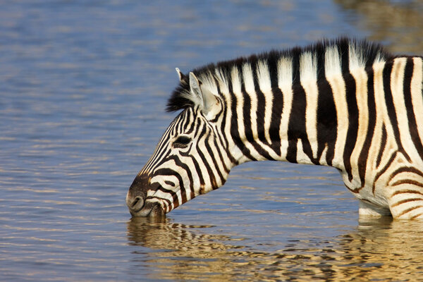 Close-up of a zebra drinking at a waterhole in Etosha; Equus burchell's