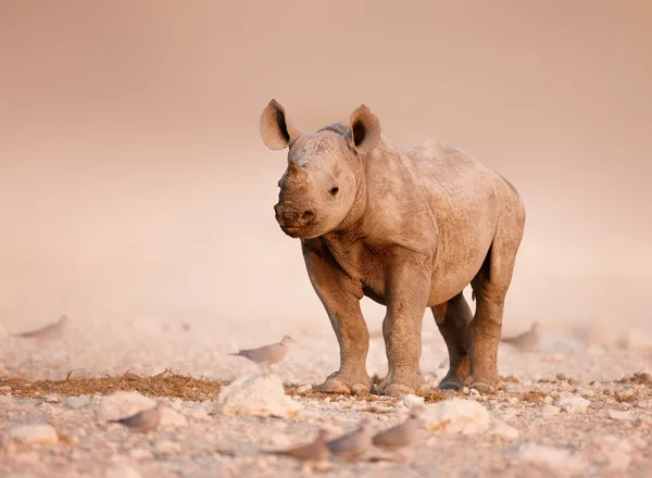 Svarta noshörningar baby — Stockfoto