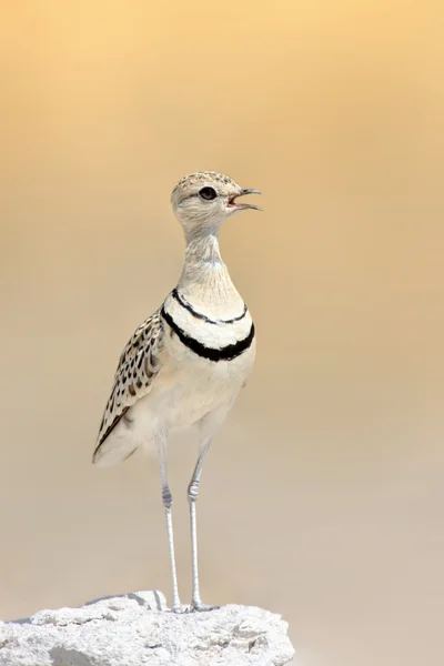 Double-banded Courser — Stock Photo, Image