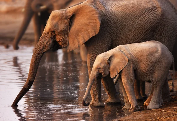 Elefantes bebendo — Fotografia de Stock