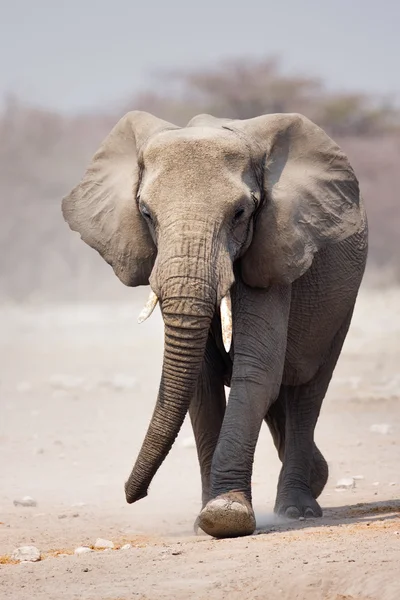 Портрет слона — стоковое фото