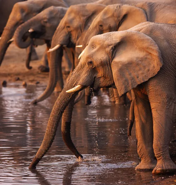 Boire des éléphants — Photo
