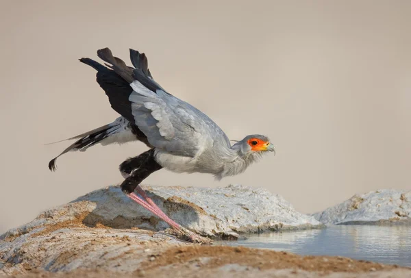 Птах-секретар пийте воду — стокове фото