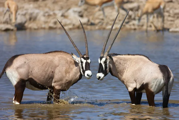 Dos Gemsbok de pie en el agua — Foto de Stock