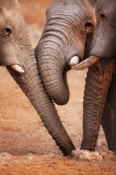 Słonie pić — Zdjęcie stockowe