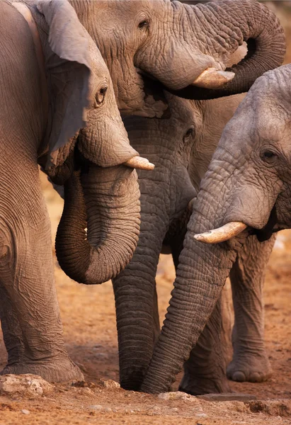 Elefanter drink — Stockfoto