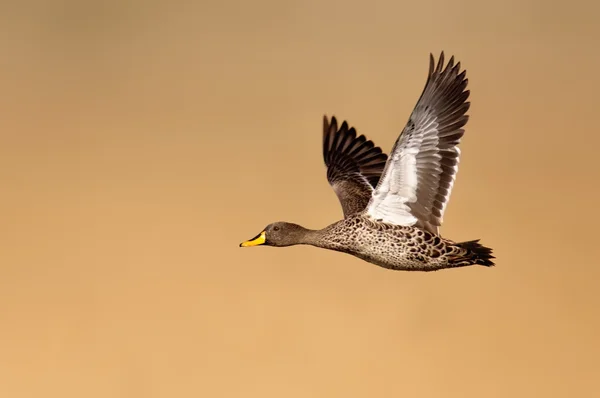 Желтоклювая утка в полёте — стоковое фото