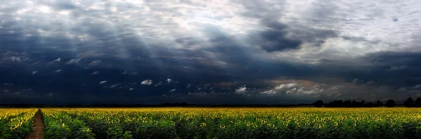 Sunflower panorama — Stock Photo, Image