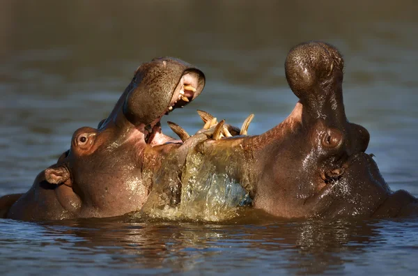 Lutar contra Hippo 's — Fotografia de Stock