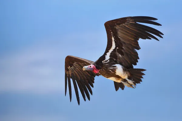 Lappetfaced Vulture — Stok fotoğraf