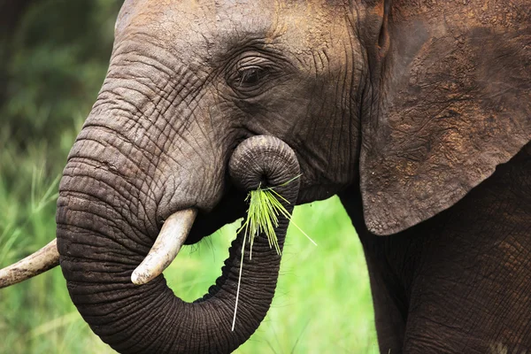 Fil yeme yakın çekim — Stok fotoğraf