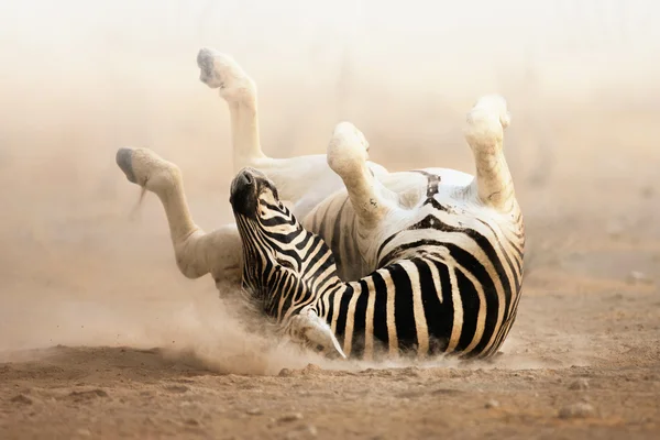 Zebra rolando — Fotografia de Stock