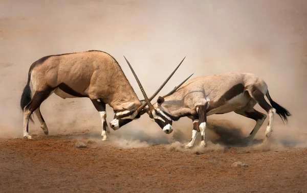 Gemsbok 싸움 — 스톡 사진