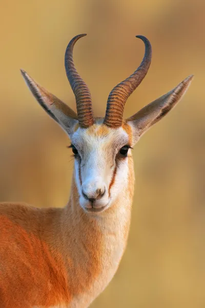 Antilopa skákavá portrét — Stock fotografie