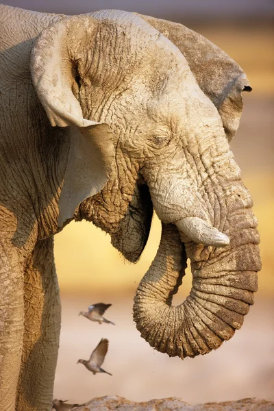 Modderige olifant portret — Stockfoto