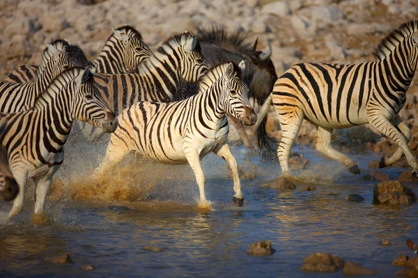 Zebra está correndo pela água — Fotografia de Stock
