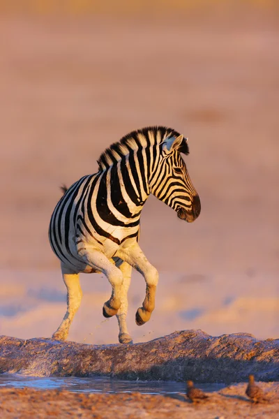 Zebras saltam do buraco da água — Fotografia de Stock